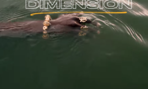 Jae5 Skepta Rema Dimension